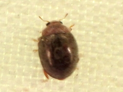 Rhyzobius lophanthae