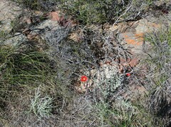 Drosanthemum lavisii