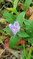 Gentiana decora