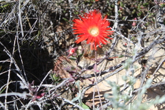 Drosanthemum lavisii