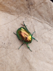 Protaetia speciosissima