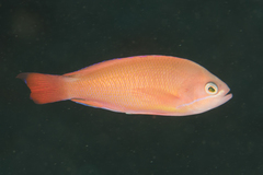 Pseudanthias cooperi