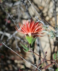 Drosanthemum lavisii