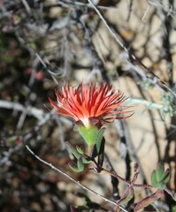 Drosanthemum lavisii