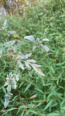 Bidens bipinnata