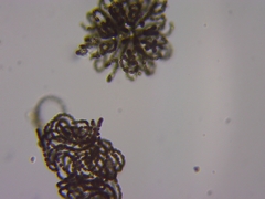 Dolichospermum