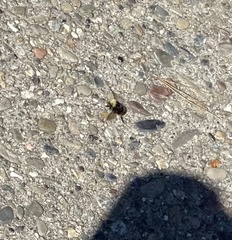 Bombus vosnesenskii