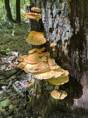 Laetiporus sulphureus