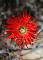 Drosanthemum lavisii