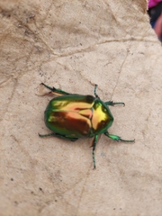 Protaetia speciosissima