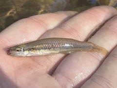Fundulus notatus