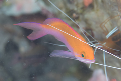 Nemanthias bicolor