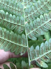Dryopteris goldieana