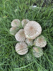 Chlorophyllum rhacodes
