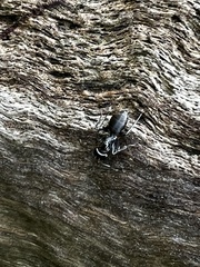 Camponotus aeneopilosus