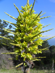 Puya chilensis