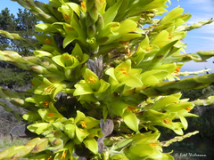 Puya chilensis