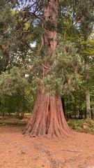 Sequoiadendron giganteum