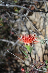 Drosanthemum lavisii