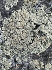 Rhizoplaca subdiscrepans