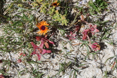 Cleretum bellidiforme