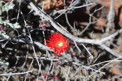 Drosanthemum lavisii