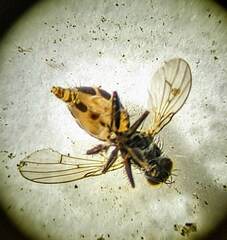 Acalyptratae