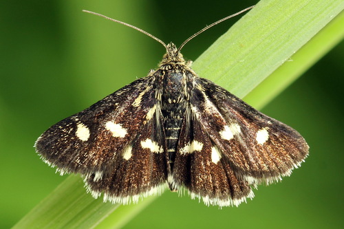 Eurrhypis pollinalis (Denis & Schiffermüller), 1775