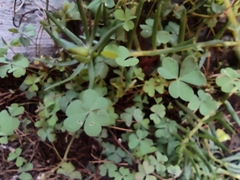 Oxalis alpina