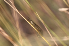 Brachynemurus versutus