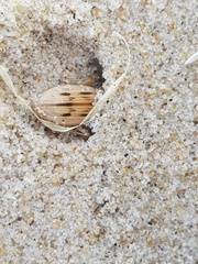 Eurynebria complanata