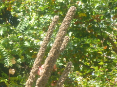 Verbascum densiflorum
