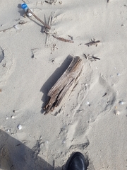 Eurynebria complanata