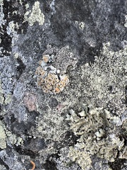 Rhizoplaca subdiscrepans