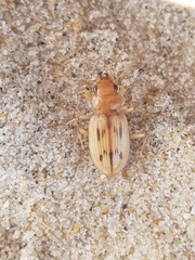 Eurynebria complanata