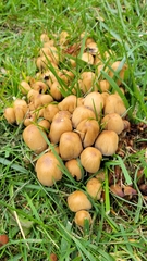 Coprinellus micaceus