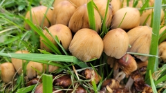 Coprinellus micaceus