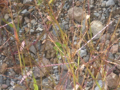 Digitaria sanguinalis