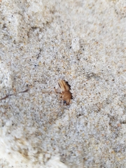 Eurynebria complanata