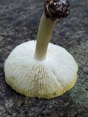Tricholoma subsejunctum