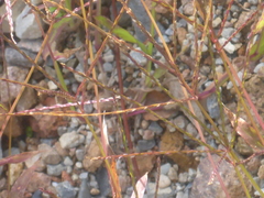 Digitaria sanguinalis