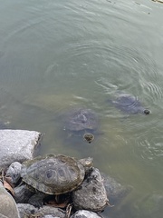 Trachemys callirostris