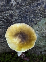Tricholoma subsejunctum
