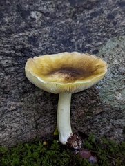 Tricholoma subsejunctum