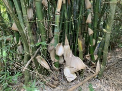 Bambusa beecheyana