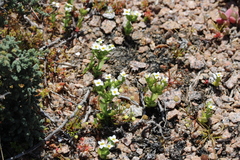 Sebaea minutiflora
