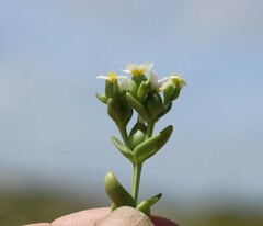 Sebaea minutiflora