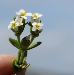 Sebaea minutiflora