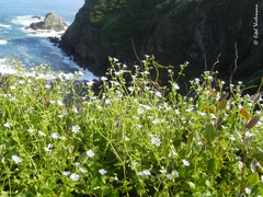 Stellaria chilensis