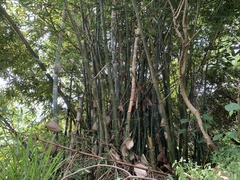 Bambusa beecheyana